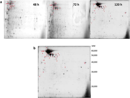 Figure 2. Accumulation of glucoamylase in the cells. (a) Three 2D-gels of C1100 at different time points. Spots shown by arrows were originated from glucoamylase. Population of spots increased with time, indicating produced glucoamylase was being accumulated in the cells. (b) Magnified 2D-gel of the C1100 collected at 120 h. Spots shown with arrows had partial sequence of glucoamylase. This indicates the produced glucoamylase was digested in the cells.