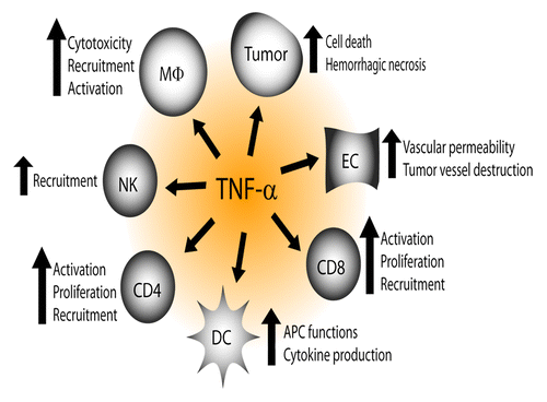 Figure 5. Cancer-suppressive properties of TNFα. TNFα stimulates T-cell activation, proliferation and recruitment; causes hemorrhagic necrosis of solid tumors through destruction of tumor blood vessels; is directly cytotoxic to several human cancer cell lines; and it renders human macrophages cytotoxic to some cancer cells. TNFα-transfected myeloma cells are eliminated in mice through recruitment and activation of macrophages. TNFα mediates recruitment of NK cells to the peritoneum to eliminate MHC Class I-negative cancer cells; is important for priming, proliferation and recruitment of tumor-specific CD8+ T cells; stimulates antigen-presenting cell functions and cytokine production; and it increases vascular permeability leading to improved penetration of chemotherapeutics in the tumor tissue.