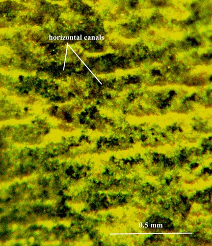 Fig. 7. Orthoceras scabridum. Same specimen as in Fig. 5A. Organic walls of the horizontal pore-canals in higher magnification.