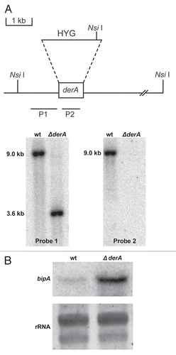 Figure 1 Deletion of A. fumigatus derA. (A) Deletion strategy for derA. The entire derA open reading frame was replaced with the hygromycin resistance cassette (HYG) as shown. Southern blot analysis of NsiI-digested genomic DNA using a probe located in the 5′ flanking region (P1) revealed the predicted truncation of a 9 kb wt NsiI fragment by the replacement of derA with HYG. Confirmation of derA deletion was obtained using a probe located within the derA open reading frame (P2). (B) Northern blot analysis of bipA expression in the absence of ER stress. Equal numbers of conidia from the indicated strains were inoculated into liquid YG medium (5% yeast extract/20% glucose) and shaken at 200 rpm for 16 h at 37°c. The steady-state levels of bipA mRNa in the two strains were then compared by northern blot analysis as described in Materials and Methods. Equal loading was confirmed by SYBR-green staining of the ribosomal RNA (rRNA) bands.