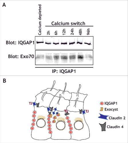 Figure 2. IQGAP1 interacts with the exocyst complex during TJ formation. (A) IQGAP1 immunoprecipitation in calcium depleted cells (indicated), or at different times following calcium addition in a calcium-switch experiment. Note that IQGAP1 levels are relatively unchanged throughout the experiment, but that Exo70 is mostly recruited during the establishment of the epithelia (6h to 48 hours after the calcium switch). (B) Cartoon depicting the IQGAP1/Exocyst complex interaction in the vicinity of the TJ, and its role in the differential recruitment of claudins.