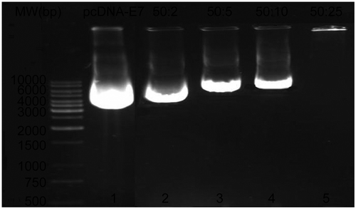 Figure 2.  Characterization of plasmid DNA/PEI-Tat complexes by agarose gel electrophoresis. pcDNA-E7 (50 μg) was incubated for 60 min at room temperature with increasing amounts of PEI-Tat conjugate (0, 2, 5, 10, and 25 μg), as shown in lines 1–5. The DNA complexed with PEI-Tat that was not able to migrate into the gels, was observed at a ratio of 50:25 (w/w: E7DNA/PEI-Tat) (line 5).