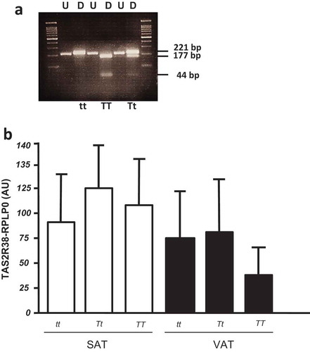 Figure 2. (a) Restriction fragment length polymorphism (RFLP) analysis of TAS gene for P49A SNP. The undigested (U) and HaeIII digested (D) bands are shown in a 4% agarose gel. The DNA fragments of 221 bp, 177 bp, and 44 bp are indicated. In the first and last gel lines, the 100 bp-DNA ladder was loaded. (b) TAS2R38 gene expression by RTqPCR in obese SAT and VAT biopsies by P49A-TAS2R38 gene variants: super taster (TT), taster (Tt) and non-taster (tt). The gene expression is reported as arbitrary units (AU) after normalization with RPLP0 expression (multiple comparisons, NS)