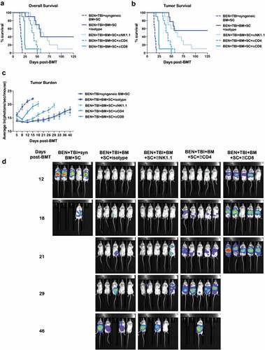 Figure 7. GvL with BEN-TBI is T-cell dependent. BALB/c recipient mice received 40 mg/kg BEN iv on day −2, 400 cGy TBI on day −1, and 107 BM with 3 × 106 SC from naïve C57BL/6 mice on day 0 with 0.1 × 106 A20-luc tumor cells. Mice received syngeneic BM and SC as a control. All mice received weekly ip antibody injections of 200 μg beginning on day +3 (isotype, NK1.1, CD4, or CD8). (a) Survival is shown. Pooled data from 2 experiments is shown, n = 10 mice/group. Syngeneic vs. all other conditions p < .0001; isotype vs. NK1.1 p = n.s., vs. CD4 p = .0068, vs. CD8 p < .0001. (b) Deaths without measurable tumor are censored and survival is shown. Syngeneic vs. all other conditions p < .0001; isotype vs. NK1.1 p = n.s., vs. CD4 p = .0011, vs. CD8 p < .0001. (c) Following BMT and A20-luc infusion, mice were imaged and luminescence was measured twice weekly. Average ln(photons/sec/mouse) with SEM is shown. Syngeneic vs. all other conditions p < .05 at all time points; isotype vs. NK1.1 p = n.s. at all time points, vs. CD4 p < .05 day +12, +21, +26, +29, vs. CD8 p < .05 at all time points. (d) Representative luminescent imaging of 2 experiments is shown, n = 5 mice/group.