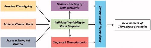 Figure 1. The individual variability in responses to stress paradigms can be linked to several factors such as the baseline phenotype or the “personality” of the rodent, sex, as well as the duration. These responses can be further informed and combined with data using high-resolution technologies to delineate stress-sensitive brain networks and relevant cell-specific transcriptomic signatures. Using computational neuroscience tools these multidimensional datasets can be further integrated to generate models of stress-induced psychiatric disorders. The goal of this approach would be to gain a deeper understanding of the neurobiology of stress-induced psychopathologies and the development of novel, more effective therapeutic strategies.