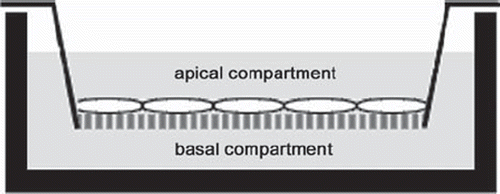 Figure 1. Two-compartment cell culture system: MCs grown on gelatin-coated cell-culture inserts are in contact with basal and apical medium.
