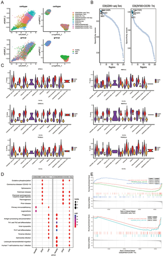 Figure 6 Transcription factors and functional analysis of CD8 (GZMK+ early Tem) and CD8 (ZNF683+CXCR6− Tm) cells (A). UMAP plot of CD8 T cells with merged TF activity (B). CD8 (GZMK+ early Tem) and CD8 (ZNF683+CXCR6− Tm) cell-specific transcription factors, the first five are labeled. (C) Early group of highly expressed CD8 (GZMK+ early Tem) and CD8 (ZNF683+CXCR6− Tm) cells specific transcription factors (CD8 (GZMK+ early Tem): SP3, MXI1, CHD1, MAFF; CD8 (ZNF683+CXCR6− Tm): TFEB, and TFDP2). (D) KEGG analysis of CD8 (GZMK+ early Tem) and CD8 (ZNF683+CXCR6− Tm) cells. € GSEA analysis of CD8 (GZMK+ early Tem) and CD8 (ZNF683+CXCR6− Tm) cells by GSEA analysis.