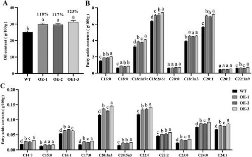 Figure 3. Seed oil content and fatty acid composition of GhSWEET42 transgenic Arabidopsis lines. (A) FA content in the seeds of WT and transgenic lines. (B,C) FA composition (g/100 g) of WT and transgenic seeds. Error bars indicate the standard error (±SE) of three independent biological replicates. Different letters indicate statistically different groups (p < 0.05; ANOVA with Tukey’s multiple comparison test). The values shown above the columns are the FA content of the seeds of the transgenic lines and are relative to that of the WT seeds (100%).