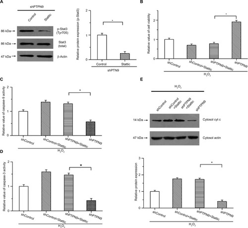 Figure 5 The roles of PTPN9 in cell apoptosis were carried out by regulating the activation of Stat3.Notes: (A) The phosphorylation of Stat3 was obviously suppressed by Stattic in SW480 cells. (B) Increased cell viability induced by knockdown of PTPN9 was suppressed by Stattic. (C and D) Inhibitory effects of PTPN9 knockdown on H2O2-induced activation of caspase-9 and caspase-3 were mitigated by inhibition of Stat3 in SW480 cells. (E) PTPN9 knockdown repressed the release of cytochrome c into the cytoplasm, which was reversed by the inhibitor of Stat3. An unpaired Student’s t-test (for comparisons of two groups) or one-way ANOVA followed by Tukey’s multiple comparison test was used to evaluate statistical significance (*P<0.05).Abbreviations: cyt c, cytochrome c; PTPN9, protein tyrosine phosphatase nonreceptor type 9; sh, short hairpin; Stat3, signal transducer and activator of transcription 3.