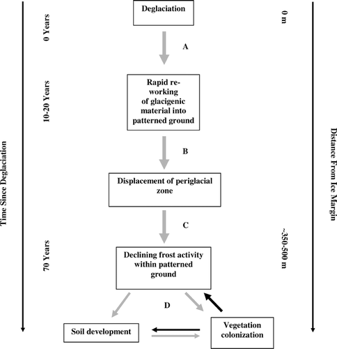 FIGURE 3.  Theoretical model of microsite landform development across three Little Ice Age chronosequences in Jotunheimen, Norway. Lighter arrows represent abiotic influences, while darker arrows represent biotic interactions. Arrows show relative strength (thickness) and direction of relationships. An approximate temporal and spatial scale is provided on the sides. The model is a generality of the three glacier forelands studied and is site specific to the Jotunheimen region