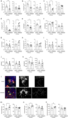 Figure 5. Depletion of gut bacteria inhibits inflammatory activation in microglia in the brain of Il-17a-wildtype, but not Il17a-deficient APP-transgenic mice.