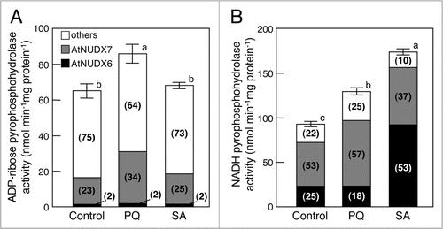 Figure 1 Changes in the ADP-ribose/NADH pyrophosphohydrolase activity of AtNUDX6 and 7 in Arabidopsis leaves under treatment with PQ or SA. The activities of pyrophosphohydrolase toward ADP-ribose (A) and NADH (B) in the leaves of wild-type plants grown on MS medium for 2 weeks under long-day conditions [16 h of light (100 µmol photons m−2 s−1), 25°C/8 h of dark, 22°C] are shown as Control. PQ treatment was imposed by growing 2-week-old plants in MS medium containing the agent at 3 µm for 7 days under long-day conditions (PQ). SA treatment was imposed by growing 2-week-old plants in MS medium containing 0.5 mM SA for 24 h under long-day conditions (SA). The ADP-ribose and NADH pyrophosphohydrolase activities were measured as described previously.Citation8 The contributions (%) of AtNUDX6 and AtNUDX7 to total ADP-ribose/NADH pyrophosphohydrolase activity under treatment with PQ and SA were estimated from the decrease in activity in the respective knockout mutants (KO-nudx6 and KO-nudx7)Citation7,Citation8 and are indicated in parentheses. Data are the mean ± SD for three individual experiments (n = 3) using plants grown independently. Different letters indicate significant differences (p < 0.05).