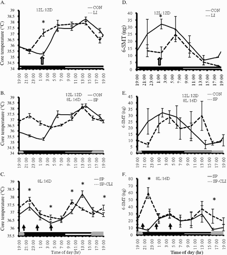 FIGURE 2  Body temperature (Tb) 24 h rhythms (left, A-C) and 6-sulphatoxymelatonin (6-SMT) levels (right, D-F) under Control (CON) conditions of 12L:12D, lights were on at 08:00. CON with light interferences of 15 min at ZT17 (LI), Exposure to short photoperiod (SP) of 8L:16D, and after exposure to SP with LI – three times a night, for two weeks (SP-CLI). Black bars on the bottom indicate dark period, gray bars indicate dark period only in the SP or SP-CLI groups (lights were off at 16:00). Wide arrow indicates LI of 30 min, in the LI group, narrow arrows indicate light interference of 15 min, in the SP-CLI group. *indicates significant change (p < 0.05) between demonstrated experimental groups.