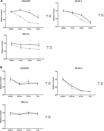 Figure 5 Human colon cancer cells (COLO205, SNU-C1 and SK-CO-1) were incubated in either a 37°C (normothermia) or 42°C (hyperthermia) incubator for 3 hours with either curcumin (A) or Mitomycin C (B). Cell cultures were moved to 37°C (time 0) for 72 hours. Cells were then stained using MTT and evaluated relative to untreated controls for viability. For curcumin treatment, the three cell lines were treated with 25 μM of curcumin while with mitomycin C treatments COLO205 (A), SK-CO-1 (B) were treated with 1 uM of MMC. For statistical analysis, a Student’s t-test was used, *P<0.05, **P<0.01, ***P<0.001, ****P<0.0001.