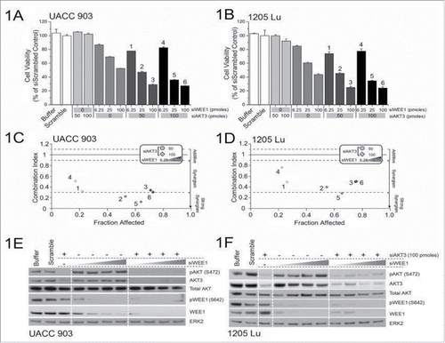 Figure 1. Targeting AKT3 and WEE1 synergistically inhibited melanoma cell growth. (A) and B, Dose-response curves of siRNA targeting AKT3 or WEE1 were undertaken by nucleofecting increasing amounts of siRNA targeting WEE1 and AKT3 followed by measurement of cellular viability after 3 d of growth in serum-free medium. For combination analysis, 50 or 100 picomoles of AKT3 were combined with increasing amounts of WEE1 siRNA. (C) and (D), The combination index (CI) analysis showed synergism between AKT3 and WEE1 when targeted together. Columns; mean (n = 6–8); error bars, SEM. (E) and (F), siRNAs targeting AKT3 alone or in combination with increasing amounts of WEE1 siRNA were introduced into melanoma cells via nucleofection and protein levels were measured 2 d later. ERK2 served as a control for equal protein loading. Western blot analysis was reproduced at least twice.
