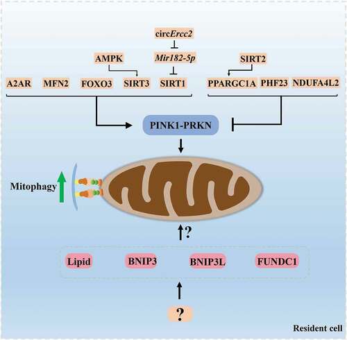 Figure 3. The regulatory molecules of mitophagy in the resident cell of intervertebral disc and articular cartilage. The molecules described in this review including MFN2, AMPK, SIRT1, SIRT2, SIRT3, FOXO3, NDUFA4L2, A2AR, PHF23, PPARGC1A, circErcc2, and Mir182-5p act as potential upstream regulators of PINK1-PRKN-mediated mitophagy and may represent new therapeutic targets in IVDD and OA. Other mechanisms of mitophagy, such as BNIP3, FUNDC1, BNIP3L or lipid-mediated mitophagy, have not been well studied in IVDD and OA. These topics are essential for a comprehensive understanding of mitophagy in degenerative joint diseases and deserve to be investigated