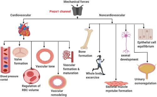 Figure 1 Cardiovascular and non-cardiovascular functions of Piezo1: The schematic diagram demonstrating a wide range of Piezo1 functions in different areas of physiology including cardiovascular and non-cardiovascular roles from the activation of Piezo1 by mechanical force branching from left to right arrows, pointing different organ and cell /tissue.