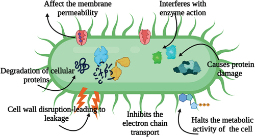 Figure 2. The schematic representation on the mechanism of antimicrobial action by the bioactives of Terminalia chebula.