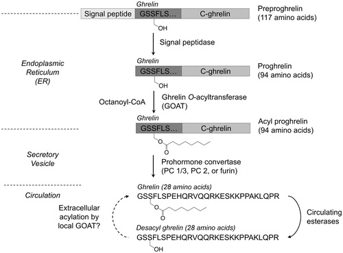 Figure 1. Ghrelin maturation and processing. Following several proteolytic steps and octanoylation by GOAT, ghrelin is secreted into the bloodstream where it can undergo deacylation via esterases in circulation. The dotted arrow (left) reflects the potential for acylation of desacyl ghrelin in bone marrow adipocytes as recently reported (Hopkins et al., Citation2017).