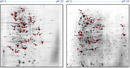 Figure 5. Representative 2-DE proteome map of Burkholderia pseudomallei (A) wild type and (B) small colony variant. A total of 252 and 323 protein spots were detected on the WT and SCV gels, respectively. The protein spots circled in red indicate the differentially expressed proteins with a fold-change of ≥2.5 (p-value ≤ 0.05), which were identified using MALDI-TOF.