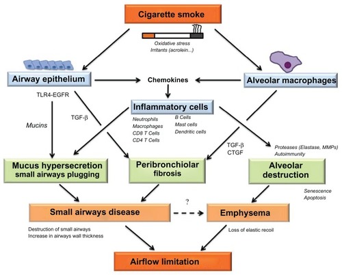 Figure 2 Diagram depicting potential mechanisms leading to airflow limitation via structural abnormalities in the small conducting airways and alveoli.