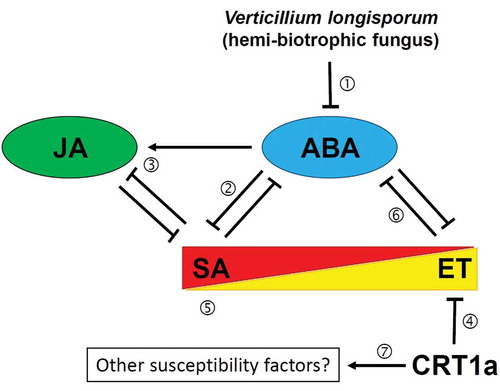 Figure 2. Working model of phytohormone crosstalk during the Brassica napus – V. longisporum interaction.① ABA is repressed in oilseed rape, but not in Arabidopsis. ② Therefore SA can accumulate higher compared to Arabidopsis. ③ Higher SA and lower ABA levels negatively influence JA, which is stronger activated in Arabidopsis. ④ ET responses could be activated in the crt1a mutants due to improper folding of negative regulators. ⑤ ET might directly benefit SA accumulation or indirectly via negatively affecting ABA ⑥. It has been proposed that the reduced ABA response might help the fungus to establish a long-lasting compatible interaction.Citation4 while the mechanism underlying resistance in the crt1a background is currently unknown and could also involve correct folding of other – yet unknown – susceptibility factors ⑦.Citation3