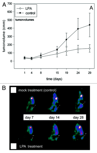 Figure 6. Monitoring of tumor growth at different time points after initiation of treatment with LPA. Seven days after s.c. inoculation of SkBr3 tumor cells animals were mock treated with PBS or injected daily with LPA (18.5 mg/kg) (n = 7 per group). Tumor volumes were measured biweekly with a sliding calliper beginning at day 1 after initiation of treatment (A) (means ± standard deviations). Additionally, tumor sizes and locations were monitored with [18F]FDG-PET at days 7, 14 and 28 both in mock-treated (B) and LPA treated mice (C). Tumors are marked by arrows. Treatment of animals with LPA significantly retarded tumor growth compared with mock-treated animals.