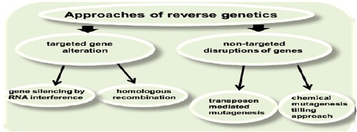 Figure 2. Approaches of reverse genetics.