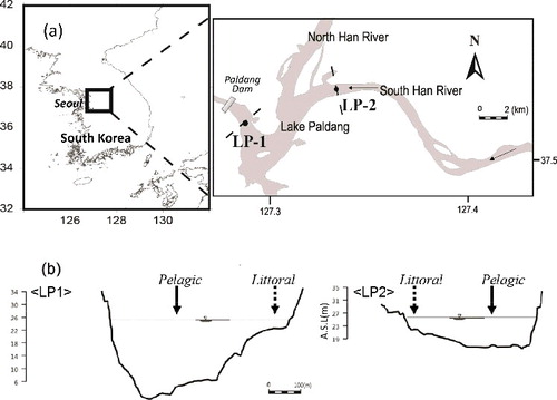 Figure 1. Study site map (a) and cross sections (b), LP1 near dam is deep and wide, whereas LP2 near an inflowing river is relatively shallow and narrow (b).