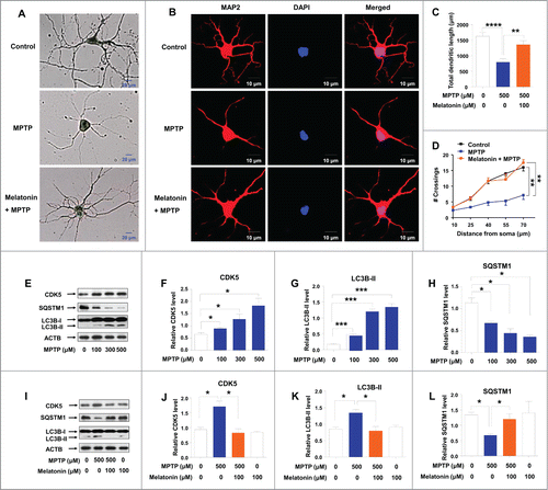 Figure 4. Effect of melatonin on primary neuron dendritic morphogenesis and autophagy induced by MPTP. Mouse primary cortical neurons were cultured in Neurobasal® Medium containing 2% B27. Neurons were pretreated with melatonin (100 μM) for 1 h, followed by treatment with or without MPTP (500 μM) for 24 h. The morphological structure (A) and dendrites (B) of neurons were demonstrated by Golgi-Cox and MAP2 staining, respectively. Upon MPTP treatment, dendritic length (C) and dendritic complexity (D) were reduced. These changes could be reversed by a pretreatment with melatonin (A–D). MPTP treatment increased the protein levels of CDK5 (E and F), LC3B-II (E, G) and decreased the protein level of SQSTM1/p62 (E, H) in mouse cortical neurons. Pretreatment with melatonin restored the increased levels of CDK5 (I and J) and LC3B-II (I, K) and the decreased level of SQSTM1 (I, L) induced by MPTP. Data are representative of 2 independent experiments with similar results. *, P < 0.05; **, P < 0.01; ***, P < 0.001; ****, P < 0.0001; one-way ANOVA with the Tukey post-hoc test. Bars represent mean ±SEM.