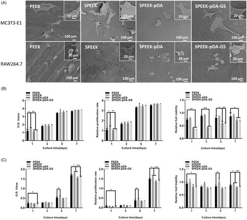 Figure 4. (A) SEM images of MC3T3-E1 and RAW264.7 cells after being cultured on different samples for 24 h at low and high magnifications. OD value, proliferation ability, and cell viability of MC3T3-E1 (B) and RAW264.7 (C) cells in different groups on days 1–7 detected using the CCK-8 assay. The value of 1 in the Y-axis of the third column of (B) and (C) is the cell viability in plate without any sample interference. (n = 3, * p < .05, ** p < .01, and *** p < .001).