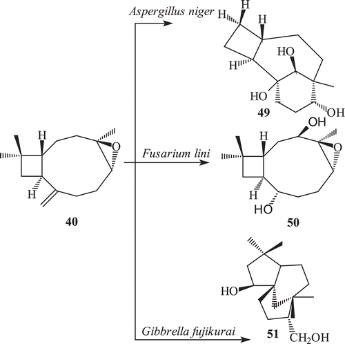 Scheme 16.  Metabolism of (−) caryophyllene oxide 40 with Aspergillus niger, Fusarium lini and Gibbrella fujikuroi.