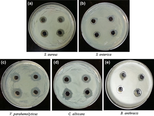 Figure 5. Antimicrobial activity of silver nanoparticles reaction mixture (100 μL), against S. aureus (a), S. enterica (b), V. parahemolyticus (c), C. albicans (d), and B. anthracis (e).