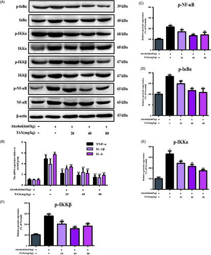 Figure 4. TAX treatment inhibits acute alcohol-induced liver inflammatory injury in mice. (A) Effects of TAX on inflammatory responses. (B) The expression of IL-1β, TNF-α and IL-6 were examined by rt-PCR. The expression of protein p-NF-κB/NF-κB (C), p-IκBα/IκBα (D), p-IKKα/IKKα (E), and p-IKKβ/IKKβ (F) were analyzed by Western blot analysis with specific primary antibodies, and β-actin protein level was used as a loading control. Data are mean ± SD. n = 10 per group. **p < 0.01, *p < 0.05 vs. normal group; ##p < 0.01, #p < 0.05 vs. alcohol group.