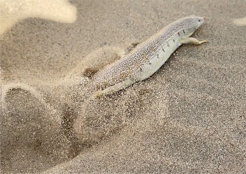 Figure 4. Sandfish (scincus scincus) ‘swimming’ on granular matter. (Image by The Great Mule of Eupatoria, CC BY-SA 3.0.)