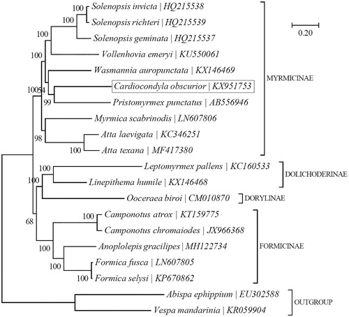 Figure 1. Phylogenetic relationships among 18 formicid species based on the Bayesian analysis of the concatenated sequences of 12 mitochondrial protein-coding genes (all but atp8; total size: 10,110 bp). The support values are indicated next to the branches. The tree was rooted with two vespid wasps, i.e. Abispa ephippium (EU302588) (Cameron et al. Citation2008) and Vespa mandarinia (KR059904) (Chen et al. Citation2016).