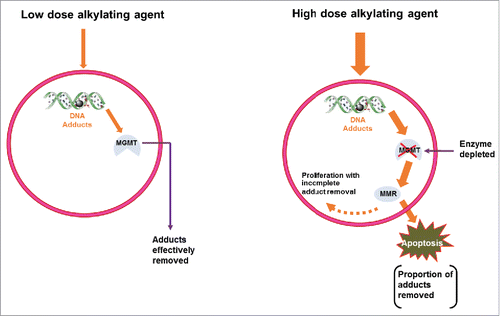 Figure 1. A predicted influence of low and high doses of alkylating agent on adduct removal and apoptosis. With low dose of the alkylating agent, MGMT can facilitate DNA repair by effective removal of the DNA adducts within tumour cells. Under these conditions the enzymatic removal of adducts will not trigger the MMR process nor its attending apoptotic response in tumour cells (left hand panel). With higher doses of the alkylating agent the MGMT capacity is depleted, the MMR process activated and tumour cells containing DNA adducts removed by apoptosis. The potential for persistence of adducts with the higher dose of the alkylating agent is highlighted (right hand panel).