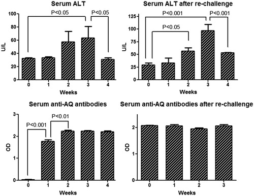 Figure 7. Serum ALT and anti-AQ antibodies in male BN rats during primary and re-challenge AQ treatment. Values shown are means ± SE (n = 4 animals per group). Data were analyzed for statistical significance by a Mann–Whitney U-test.