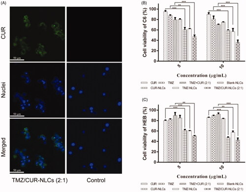 Figure 3. (A) Fluorescence images showing the intracellular uptake efficiency of TMZ/CUR-NLCs (2:1) and control (TMZ/CUR) after 4 h of co-cultured with C6 cells. (B) In vitro anticancer effect of TMZ/CUR-NLCs (2:1) on C6 cells and (C) cytotoxicity of TMZ/CUR-NLCs (2:1) on HEB cells, respectively. Scale bar: 50 μm. The results are shown in mean ± SD, n = 3. The statistical significance is expressed as ***p < .001, **p < .01.