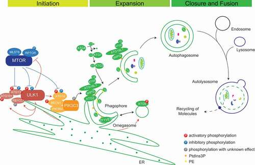 Figure 1. Schematic representation of autophagosome biogenesis and maturation. MTORC1 inhibits autophagy via its inhibitory phosphorylations on ULK1 and ATG13 under nutrient-rich conditions. Under stress, autophagy is activated via the formation of an active tetrameric ULK1 initiation complex to promote autophagosome nucleation. PtdIns3K complex I catalyzes the production of PtdIns3Ps, which contributes to phagophore nucleation and omegasome formation. PtdIns3P-binding proteins like ZFYVE1/DFCP1 and WIPIs decorate the omegasomes. WIPI2 interaction with ATG16L1 mediates the recruitment of the ATG12–ATG5-ATG16L1 complex for the conjugation of LC3-I to PE and phagophore expansion and maturation. Additionally, lipid sources from ATG9 vesicles, ATG2A/B recruited by WIPIs and from cell membranes collectively help in expanding the phagophore membrane. Double-membraned autophagosomes fuse with lysosomes to form autolysosomes and their content is degraded by lysosomal hydrolases