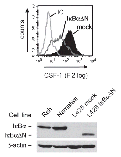 Figure 1 Expression of CSF-1 in HRS cells depends on transcription factor NFκB. Cells of the HRS cell line L428 were transfected with 60 µg of plasmid encoding the NFκB super-repressor IκBαΔN or the respective mock control along with 10 µg pEGFP. Forty-eight hours after transfection, expression of CSF-1 was analyzed in GFP-positive cells by intracellular flow cytometry (upper part, antibody to CSF-1, MAB216; R&D Systems). IC, isotype control (MAB003; R&D Systems). Expression of IκBαΔN in L428 cells was verified by western blotting (lower part, antibody to IκBα, sc-371; Santa Cruz). Note that L428 cells lack endogenous IκBα expression due to a deleterious mutation of the NFKBIA gene.Citation55 Reh and Namalwa non-Hodgkin cell lines and expression of β-actin (antibody to β-actin, A5316, Sigma-Aldrich) were analyzed as controls.