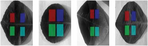 Figure 3. Gray level citrus leaf images of four non- overlapping regions of interest (ROIs)