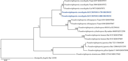 Figure 5. Maximum-likelihood tree of Pseudowrightoporia crassihypha KUC20191011-08B and KUC20191011-17B. The tree was constructed based on ITS sequence datasets of the genus Pseudowrightoporia. Dentipellis fragilis was used as an outgroup. The newly generated sequence is shown in blue and bold. Bootstrap support values more than 70% are shown. The numbers after scientific name indicate specimen ID and GenBank accession number (ITS region).
