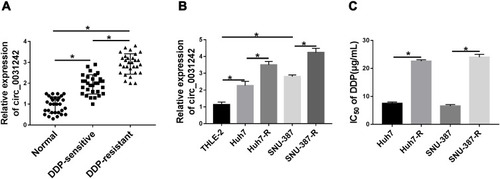 Figure 1 Circ_0031242 was overexpressed and associated with DDP resistance in HCC. The expression of circ_0031242 by qRT-PCR in 30 healthy hepatic tissues, HCC tissues from 30 primary patients (DDP-sensitive) and 30 recurrent patients after treatment with DDP-based chemotherapy (DDP-resistant) (A), THLE-2, Huh7, SNU-387, Huh7-R and SNU-387-R cells (B). (C) The IC50 value of DDP by CCK-8 assay in Huh7, SNU-387, Huh7-R and SNU-387-R cells. *P < 0.05 by a two-tailed Student’s t-test or ANOVA followed by Tukey-Kramer post hoc test.