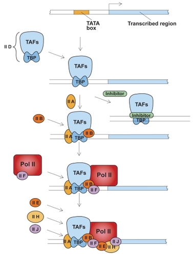 Figure 1 Assembly of general transcription factors required for initiation of transcription. TFIID, a complex of transcription activating factors (TAF) and TATA-binding protein (TBP) binds specifically to a TATA sequence. The presence of a transcriptional inhibitor can block the transcription process at this step. Next, additional transcription factors IIA and IIB assemble into the complex. RNA polymerase II (Pol II), escorted by transcription factor IIF, assemble into the complex along with additional transcription factors. Transcription factor IIH, in the presence of ATP, phosphorylates Pol II, releases the polymerase and initiates transcription. Adapted with permission from: CitationLodish H, Baltimore D, Berk A, et al. 1995. Transcriptional control of gene expression. In Lodish H, Baltimore D, Berk A, et al (eds). Molecular cell biology. 3rd ed. New York: WH Freeman and Company/Worth Publishers. Figure 11–53, Chapter 11, p 454.