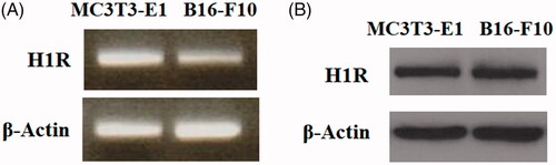 Figure 1. Histamine H1 receptor (H1R) is expressed in pre-osteoblast MC3T3-E1 cells. (A) RT-PCR results revealed that H1R is expressed in MC3T3-E1 cells at the gene level; (B) Western blot analysis revealed that H1R is expressed in MC3T3-E1 cells at the protein level. B16-F10 cells were used as an important positive control.