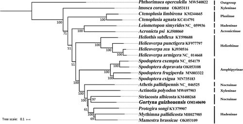 Figure 4. Phylogenetic tree based on 13 mitochondrial protein-coding genes of 21 Lepidoptera species reconstructed by Bayesian inference (BI) method. Numbers on branches are Bootstrap support values (BS). The following sequences were used: MW540822 (Song et al. Citation2021), OK053111 (unpublished), KM244665 (unpublished), KC414791 (Gong et al. Citation2013), NC_059936 (unpublished), KJ508060 (unpublished), KT598688 (De Souza et al. Citation2016), KF977797 (Walsh Citation2016), KJ930516 (Perera et al. Citation2016), NC_014688 (Kômoto et al. Citation2011), NC_054179 (Li et al. Citation2021), OK053108 (unpublished), MN803322 (unpublished), MN735183 (unpublished), NC_046525 (Li et al. Citation2020), MW697903 (unpublished), KM488268 (Coates & Abel Citation2016), KY379907 (Zhao et al. Citation2022), MH027985 (unpublished), OK053109 (unpublished).