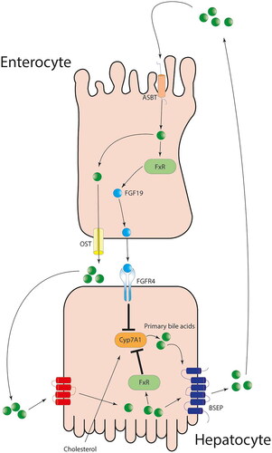 Figure 2. The enterohepatic pathway of primary bile acids and its effect on CYP enzymes (Bozward et al. Citation2021).