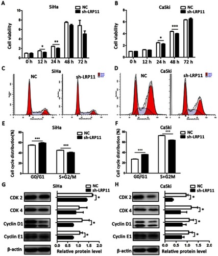 Figure 5 Effect of LRP11 on cell viability and cell cycle distribution. (A and B) After 0, 12, 24, 48, 72 h, viabilities of the SiHa and CaSki cell lines were assessed using the CCK-8 assay. (C and D) Cell cycle distributions of cells transfected with shRNA and their NC groups were assessed by flow cytometry. (E and F) Cell cycle phase distribution was expressed as the percentage of total cells as shown in C and D. (G and H) After shRNA transfection, the protein expression levels of CDK 2-cyclin E1 and CDK 4-cyclin D1 were determined and analyzed by Western blotting. *P<0.05, **P<0.01, ***P<0.001 compared with the NC groups.