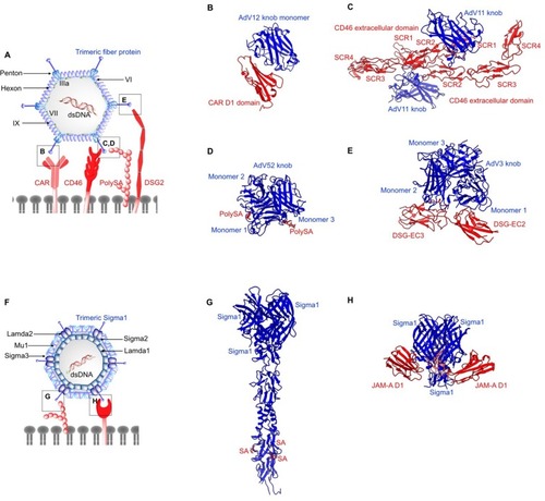 Figure 3 Structures of non-enveloped, DNA oncolytic viruses in complex with their cellular receptors. (A) Schematic diagram of human adenovirus (AdV). (B) Coxsackievirus-adenovirus receptor (CAR) extracellular D1 domain interacts with a monomer of AdV12 knob (PDB: 1P69). (C) AdV 11 exploits CD46 as the primary receptor. AdV knob monomer interacts with short consensus repeat (SCR) 1 and SCR1-2 interface. Another knob monomer binds the base of SCR2 (PDB: 3O8E). (D) AdV52 utilizes its short fibers to bind polysialic acid (polySA) and monomer 1 and 3 of the knob trimers interact with two polySA (PDB: 6G47). (E) Desmoglein 2 (DSG2) acts as the receptor for AdV3 with two distinct receptor:knob ratios of 1:1 and 1:2 observed. DSG2 EC2 and EC3 interact with monomer 1 and 2 of AdV3 knob, respectively (PDB: 6QNT). (F) Schematic diagram of human Reovirus (RV). (G) RV exploits cell surface sialic (SA) acid as its attachment receptor to tether the virus in close proximity to host membrane to interact with an entry receptor, junction adhesion molecule-A (JAM-A). SA binds to the stalk of the trimeric sigma protein (PDB: 3S6X), whereas (H) JAM-A D1 domain interacts with the head of the trimeric sigma protein (PDB: 3EOY).